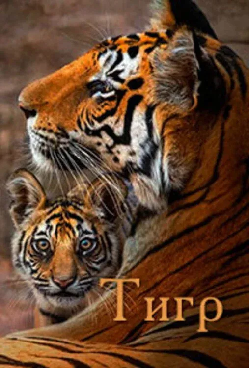 Постер фильма Тигр