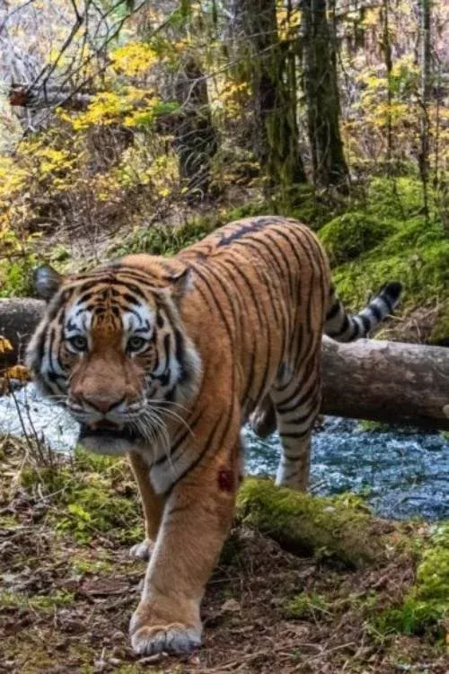 Постер фильма Ловушка для тигра