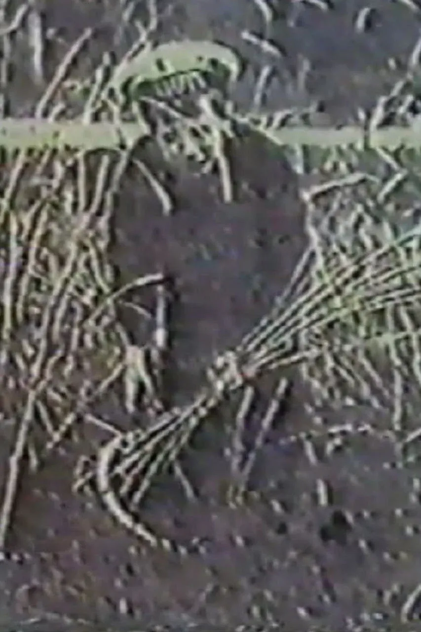 Постер фильма Ангел жатвы