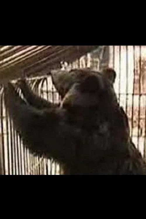 Постер фильма Зачем колхозу медведи?