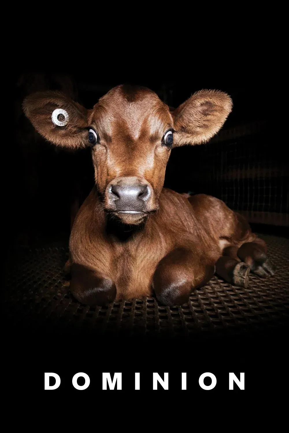 Постер фильма Доминион