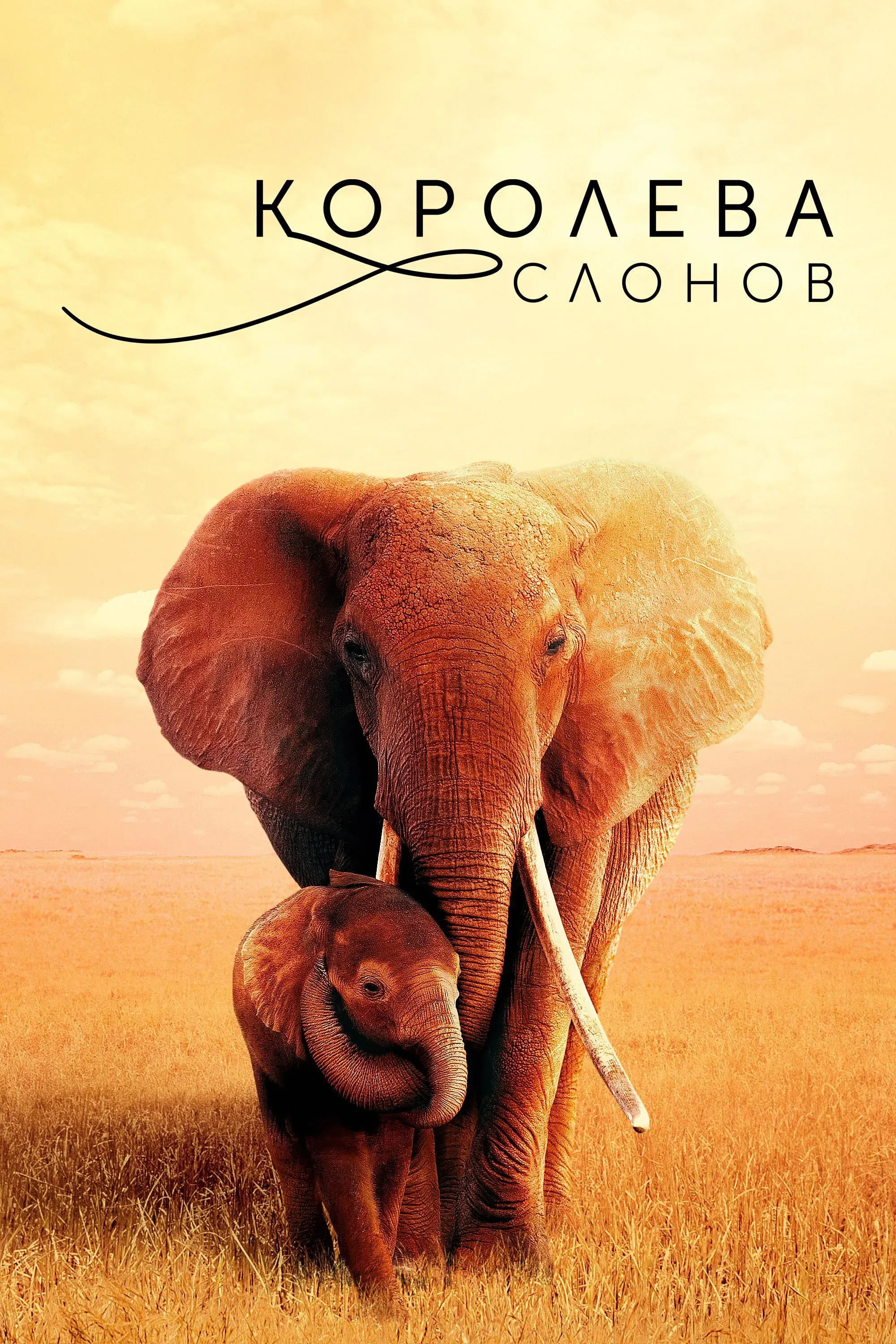 Постер фильма Королева слонов