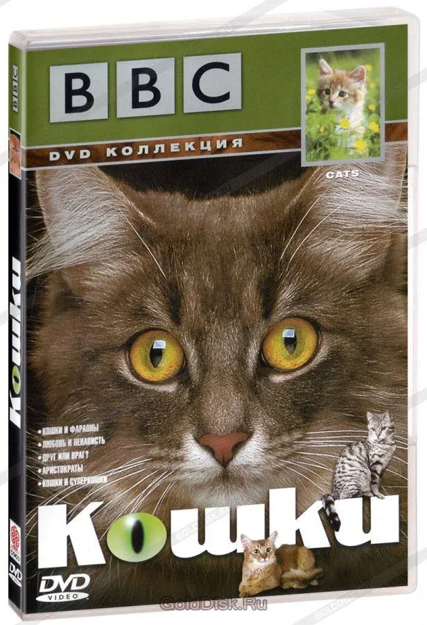 Постер фильма Кошки