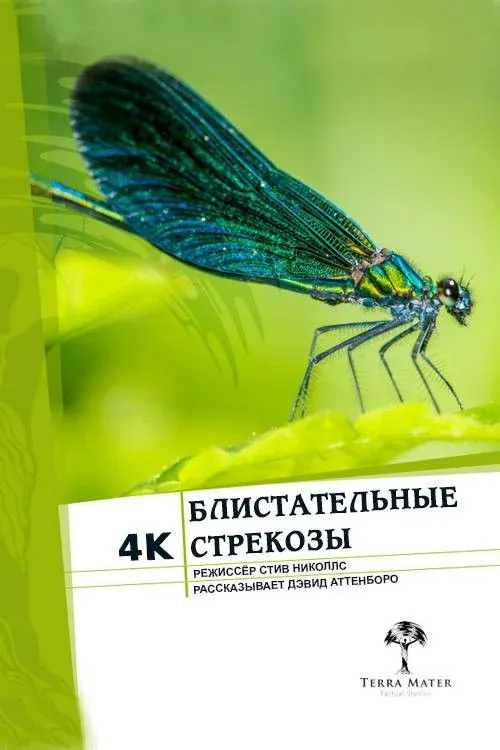 Постер фильма Блистательные стрекозы