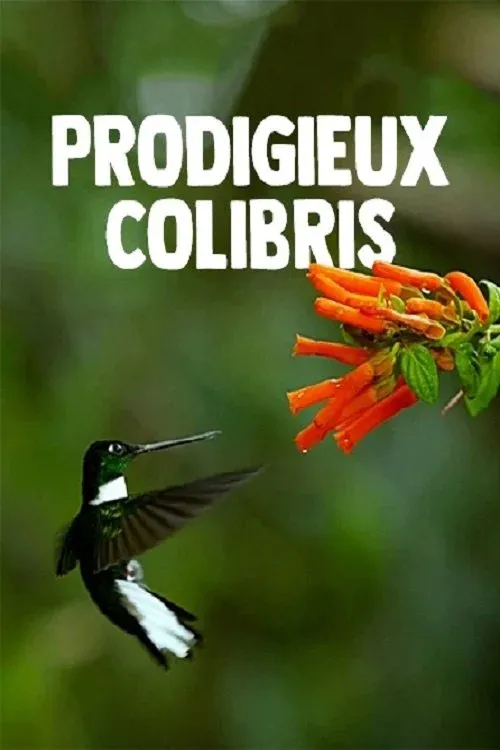 Постер фильма Жизнь колибри - Волшебство в воздухе