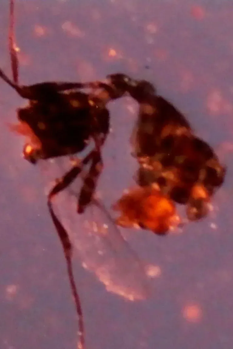 Постер фильма Растение (879 страниц, 33 дня)