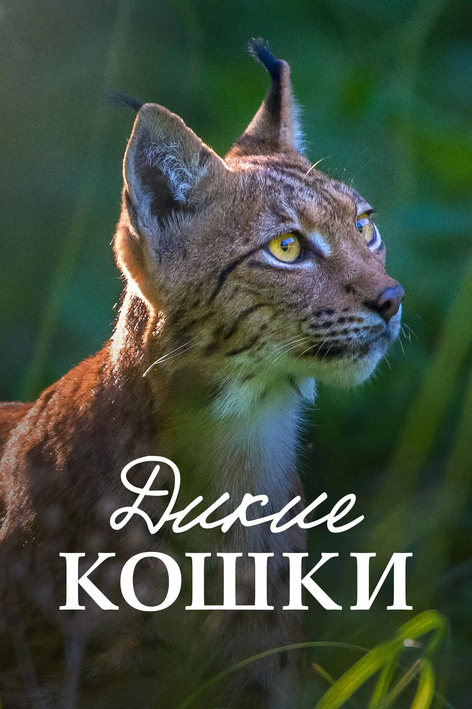 Постер фильма Дикие кошки