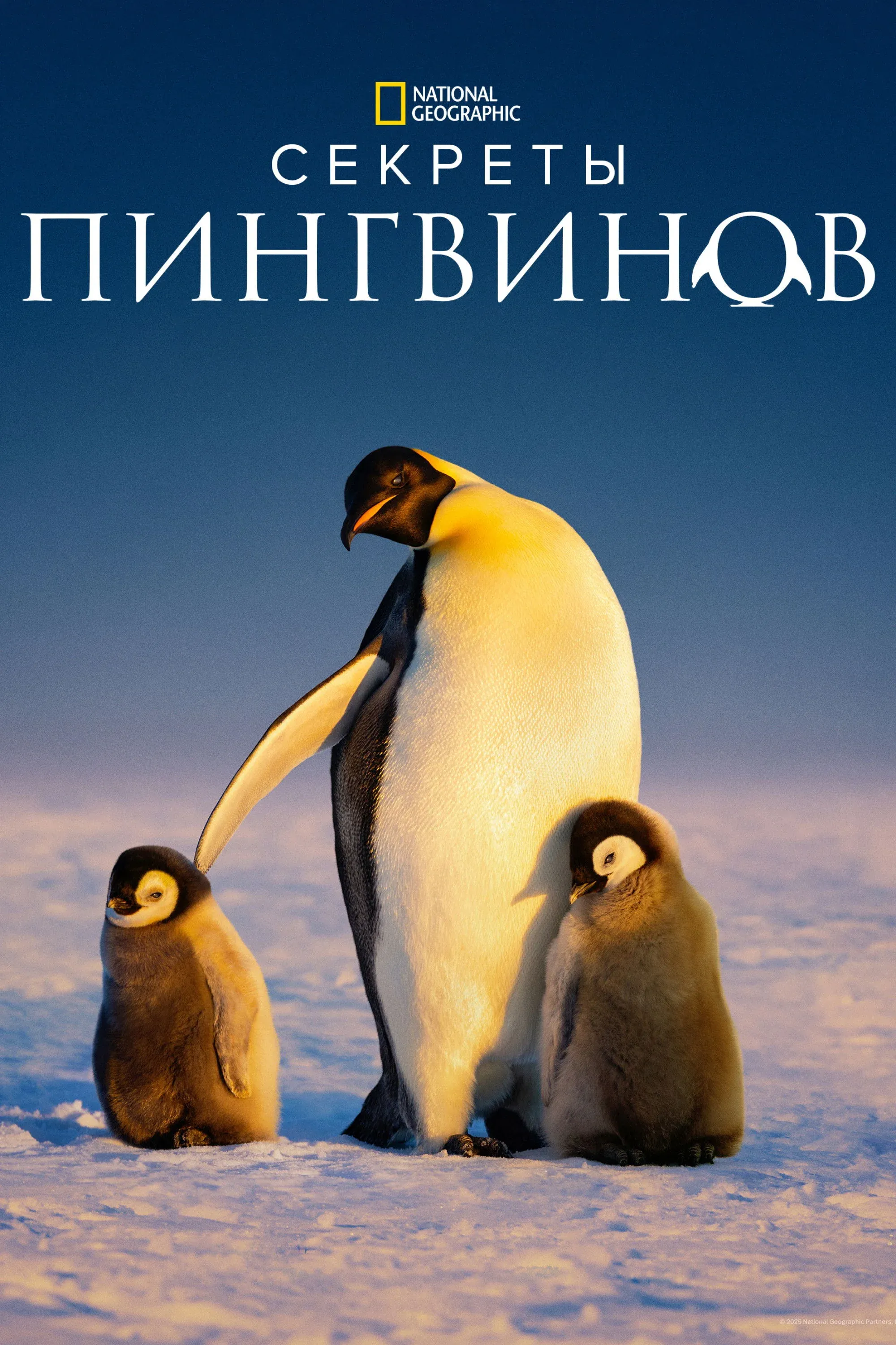 Постер фильма Секреты пингвинов