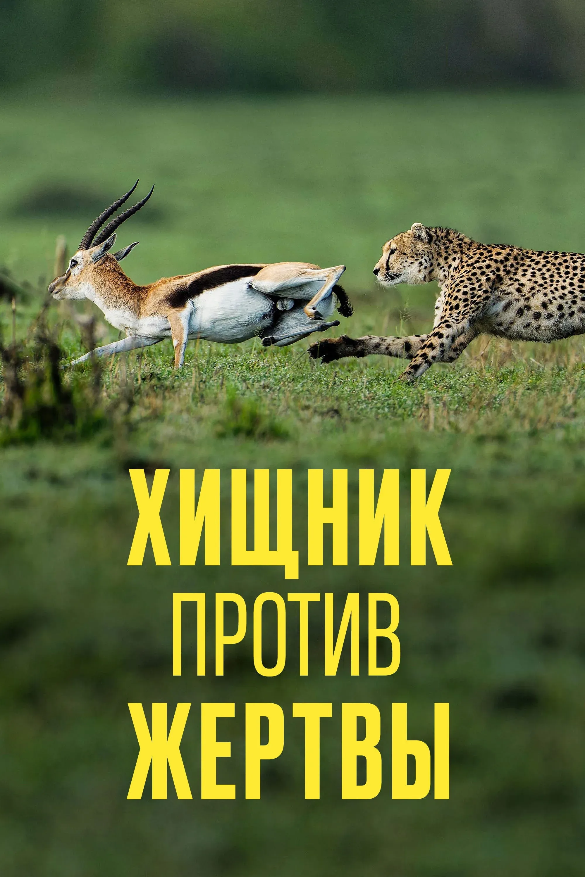 Постер фильма Хищник против жертвы