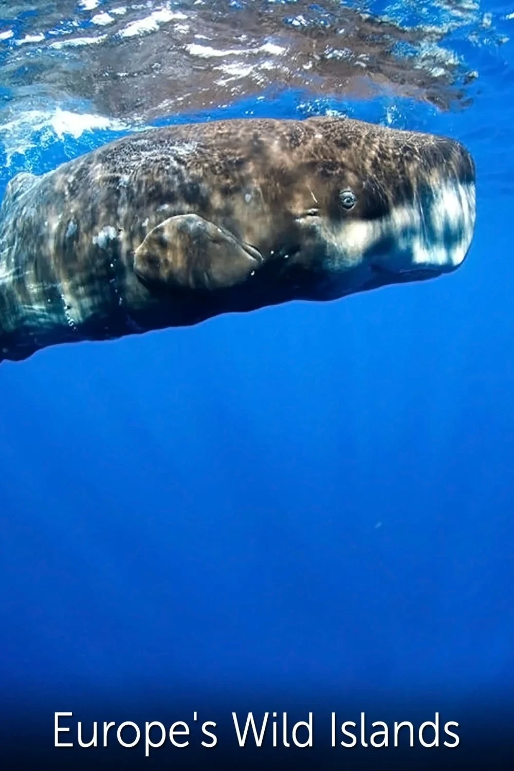 Постер фильма Дикие острова Европы