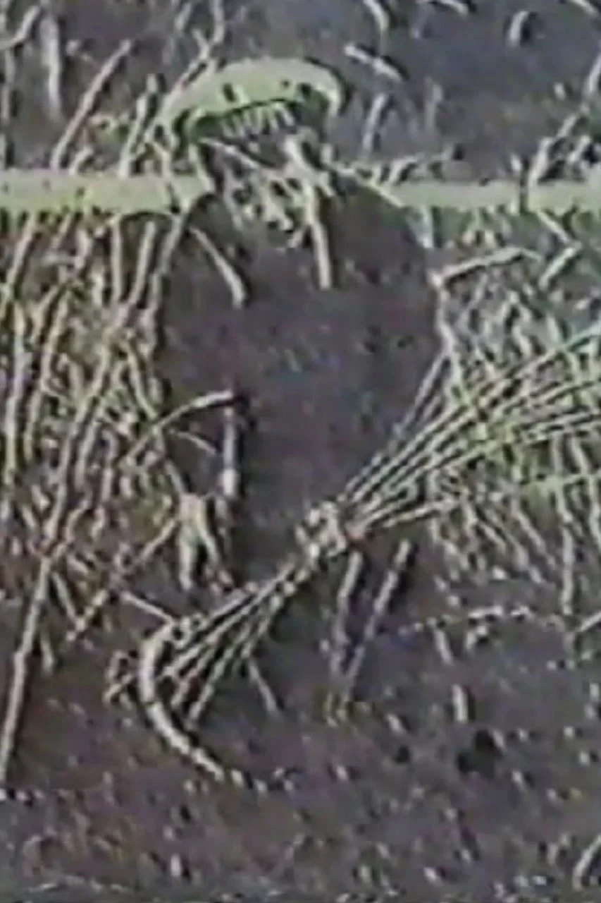 Постер фильма Ангел жатвы