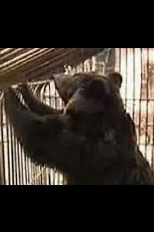 Постер фильма Зачем колхозу медведи?