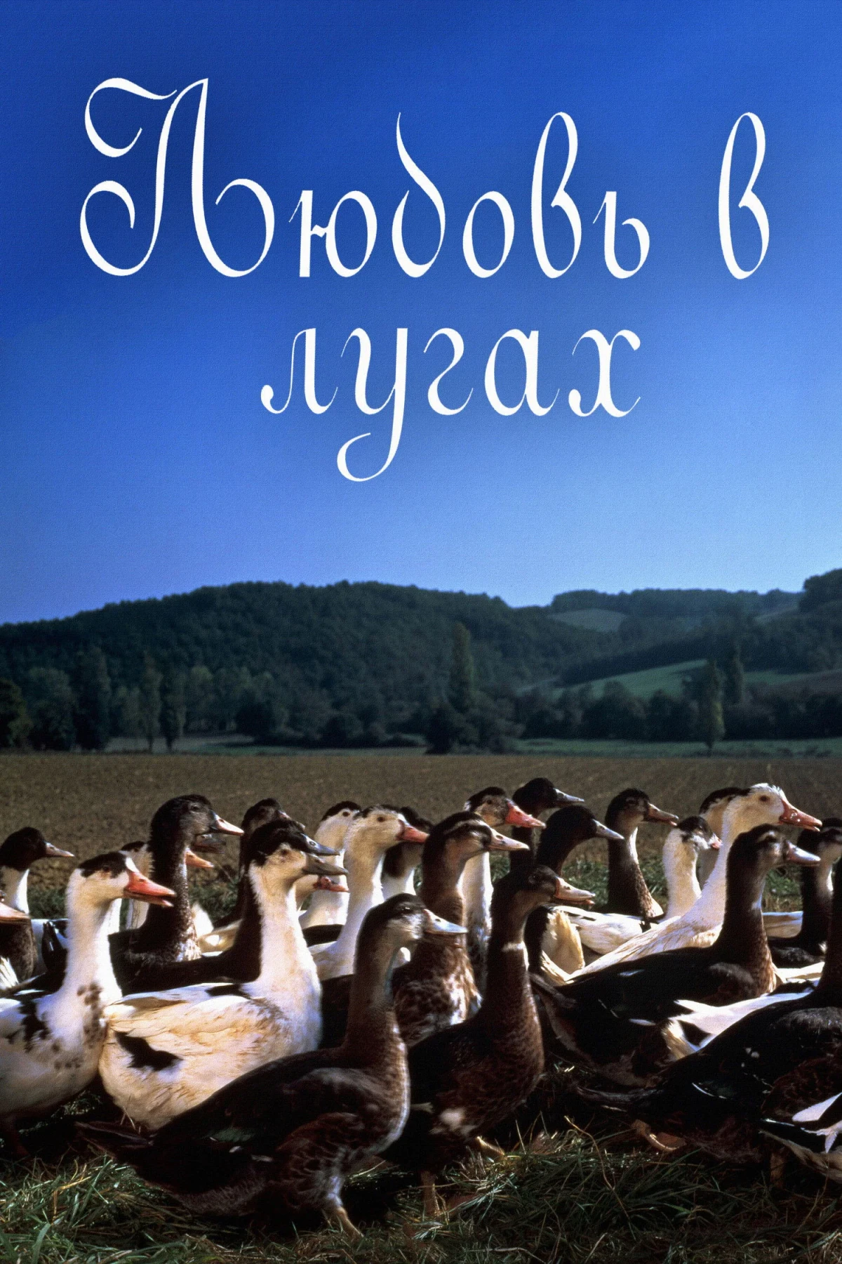 Постер фильма Любовь в лугах