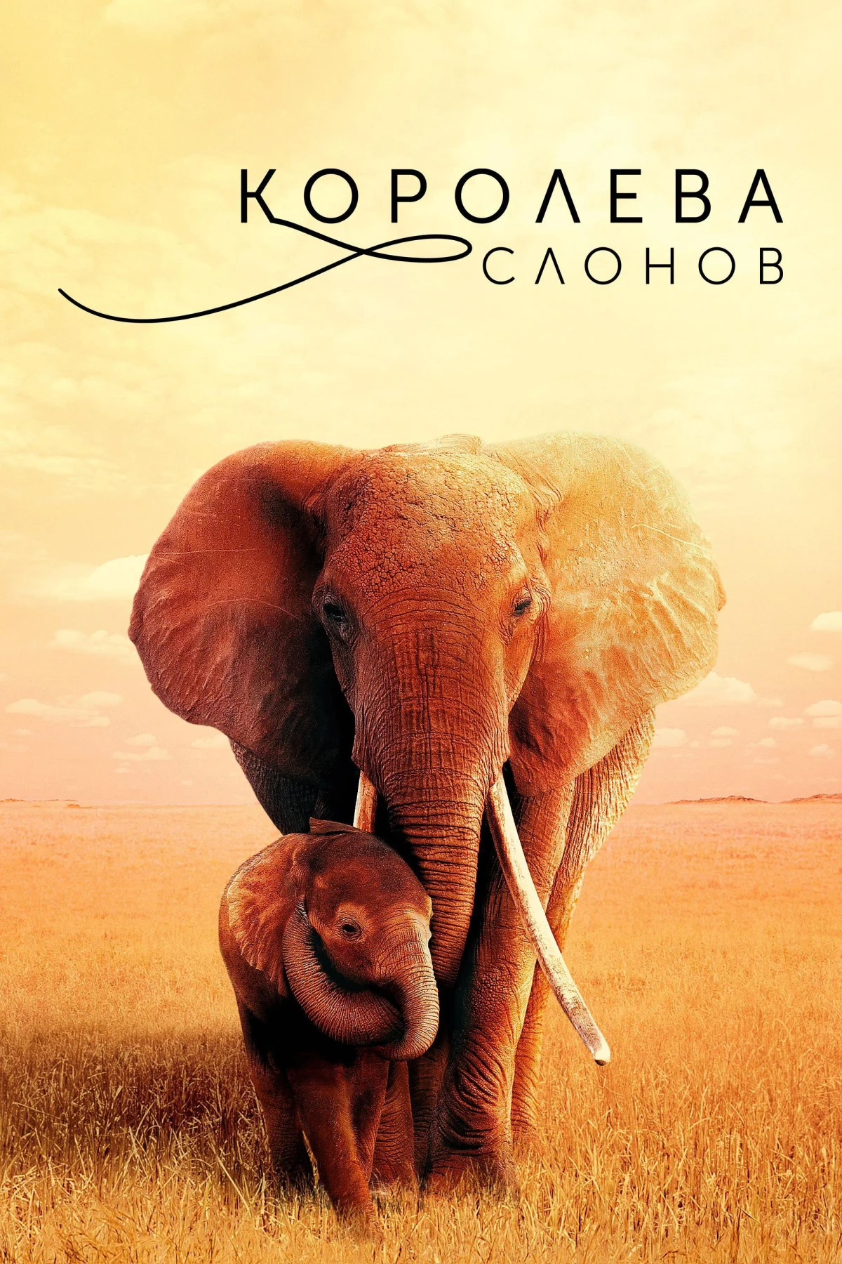 Постер фильма Королева слонов