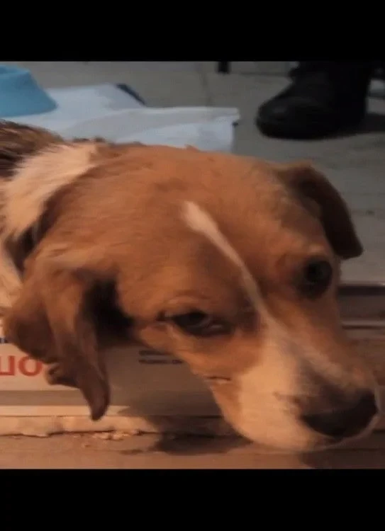 Постер фильма Диагноз