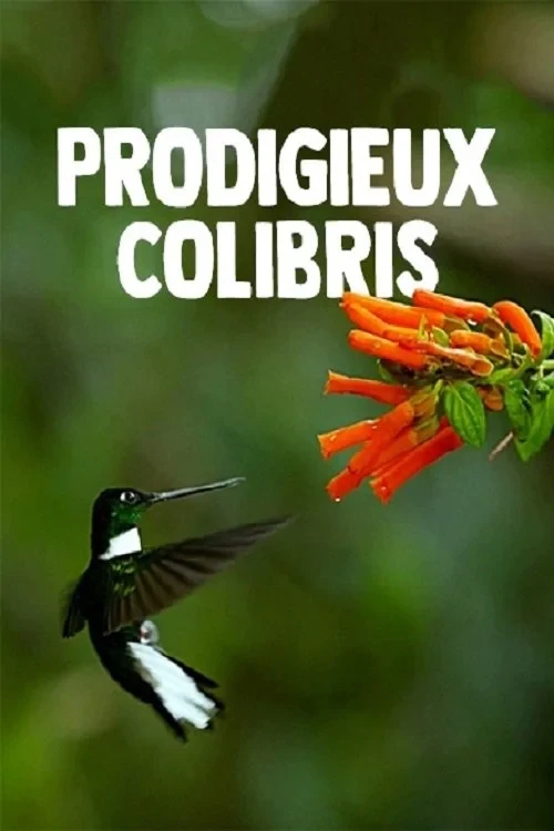 Постер фильма Жизнь колибри - Волшебство в воздухе