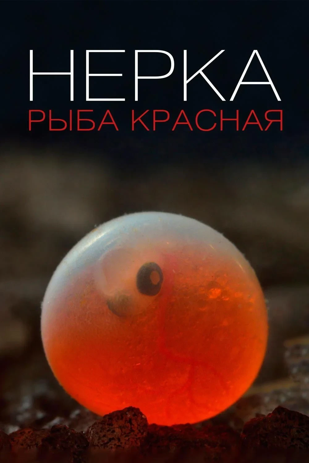 Постер фильма Нерка. Рыба красная