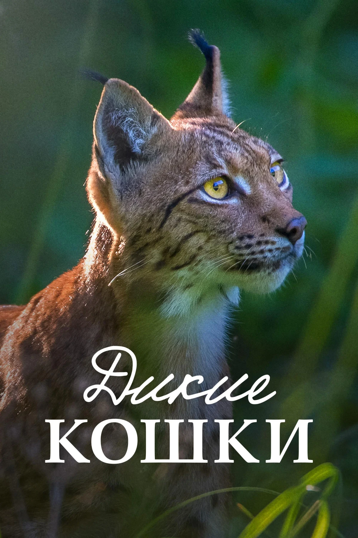 Постер фильма Дикие кошки