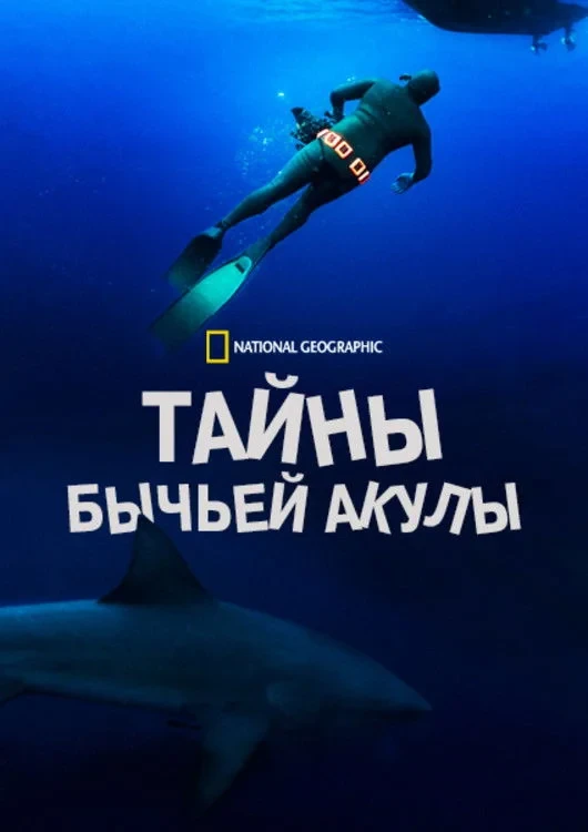Постер фильма Тайны бычьей акулы