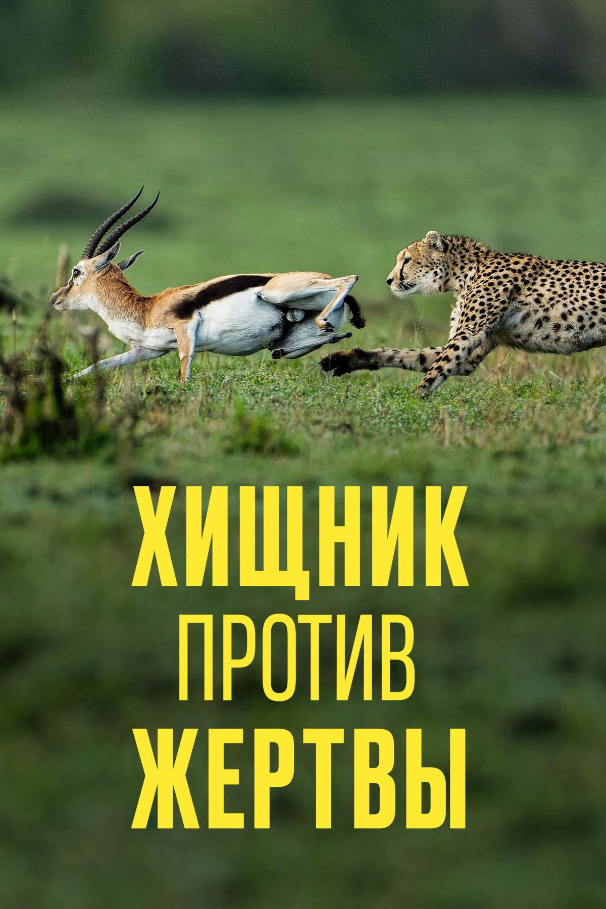 Постер сериалаХищник против жертвы